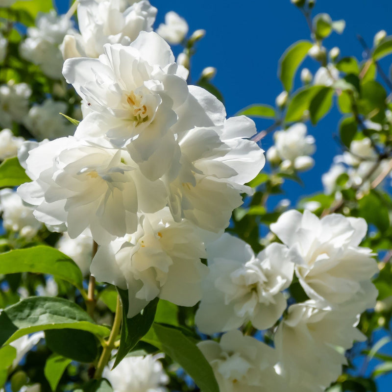 Philadelphus 'Virginal' | Mock Orange | 9cm / 2L / 5L -