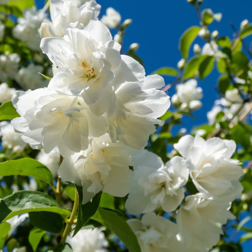 Philadelphus 'Virginal' | Mock Orange | 9cm / 2L / 5L -