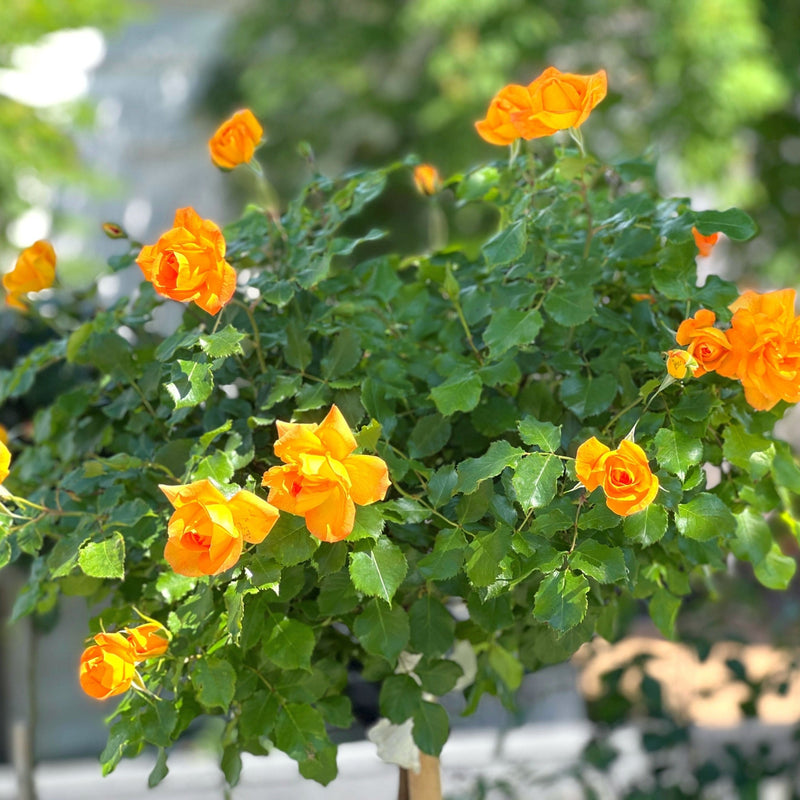 Patio Standard Rose 'Yellow' 60-70cm -