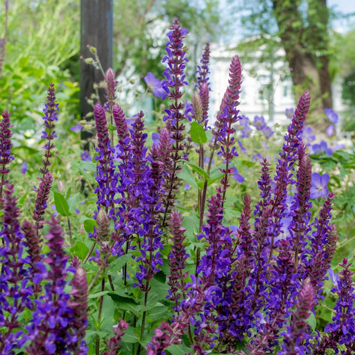 Salvia Salvatore Blue 3L -