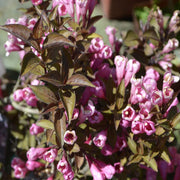Weigela florida 'Purpurea' 3L -