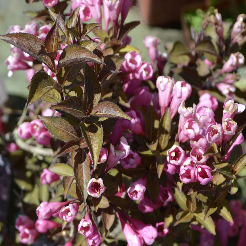 Weigela florida 'Purpurea' 3L -