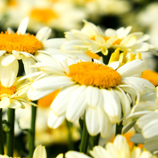 Leucanthemum 'Lacreme' 2L -