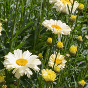 Leucanthemum 'Banana Cream' 2L -