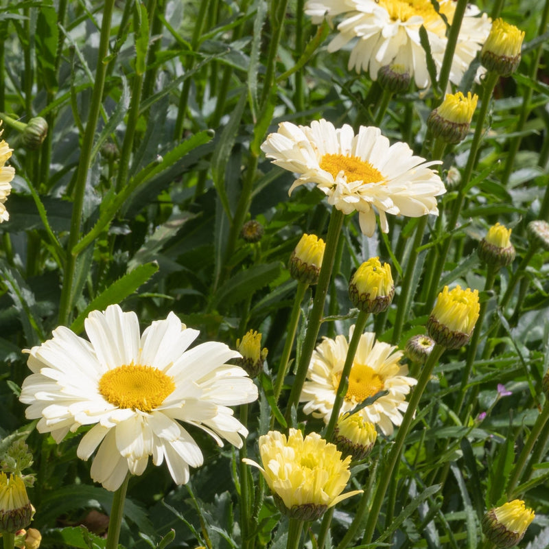 Leucanthemum 'Banana Cream' 2L -