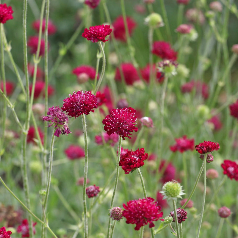 Knautia macedonica 'Red Knight' 9cm -
