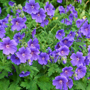Geranium 'Johnson's Blue' 9cm/2L/3L -