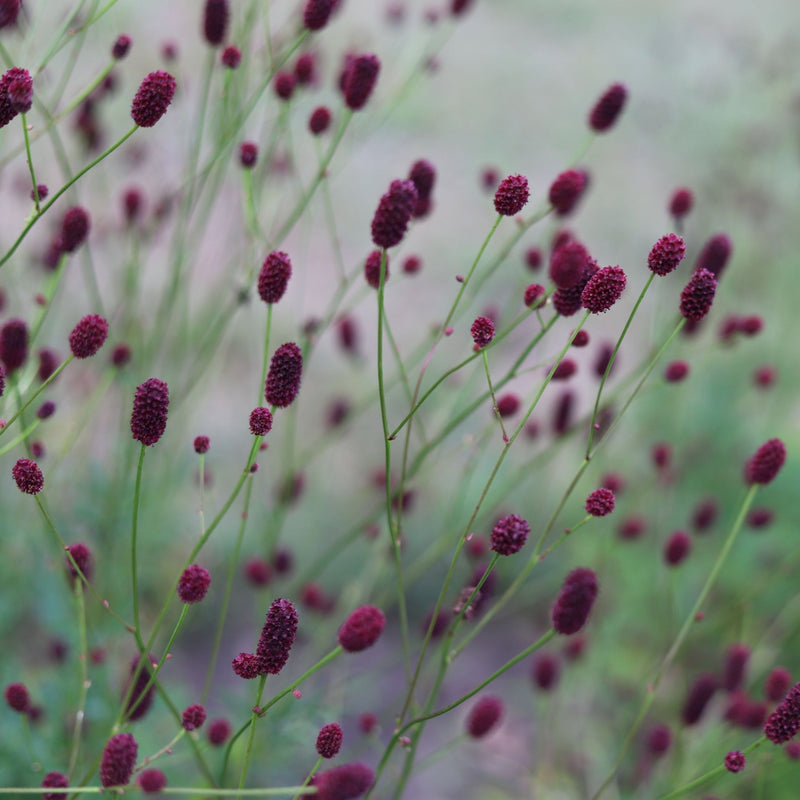 Sanguisorba Plum Drops 2L -
