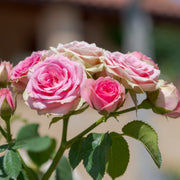 Rose Pretty Polly | Patio Rose | 4L Potted Rose (PRE ORDER DECEMBER '25) -