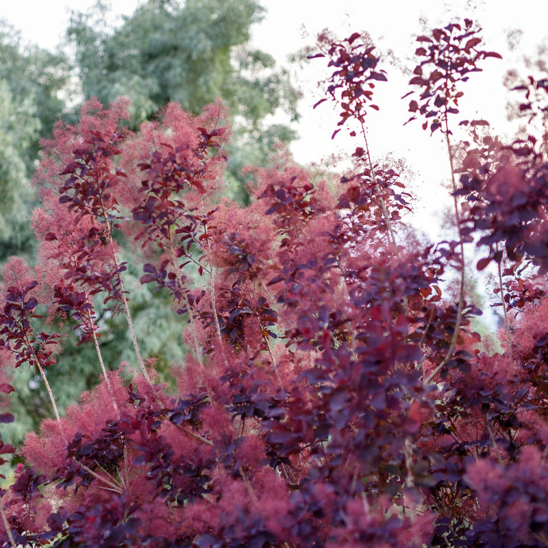 Cotinus cog. 'Royal Purple' 9cm/2L -