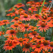 Echinacea purpurea Prairie Blaze Orange Sunset 9cm Pot -