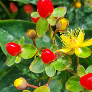Hypericum 'Red Berry' 2L -