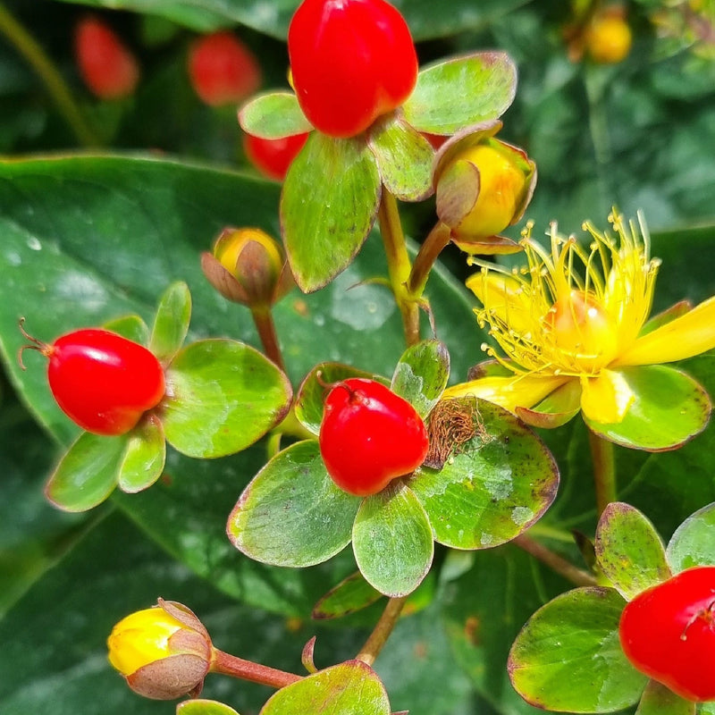 Hypericum 'Red Berry' 2L -