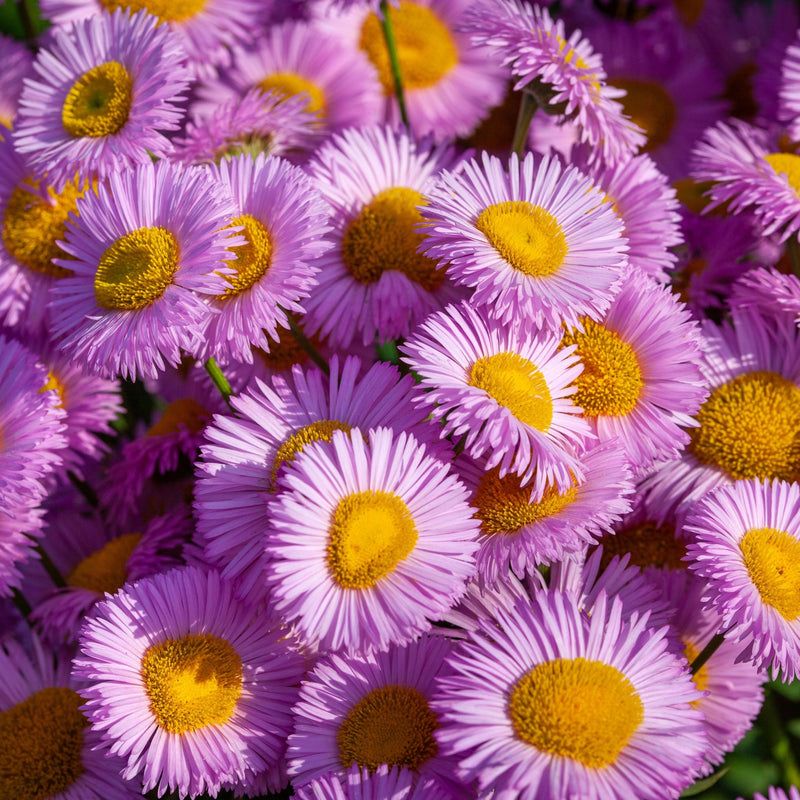 Aster novi - belgii 'Jenny' 9cm -