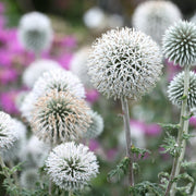 Echinops sphaerocephalus 'Artic Glow' 1L -