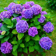 Hydrangea macrophylla 'Purple Ball' 9cm-5L -