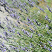 Lavender angustifolia 'Platinium Blonde' 9cm -