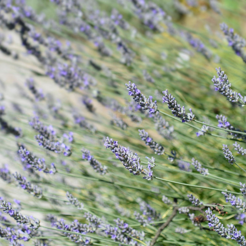 Lavender angustifolia 'Platinium Blonde' 9cm -