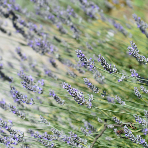 Lavender angustifolia 'Platinium Blonde' 9cm -