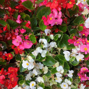 Begonia semperflorens (Tray of 20 Plants) -