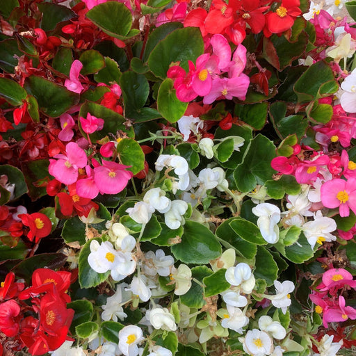 Begonia semperflorens (Tray of 20 Plants) -