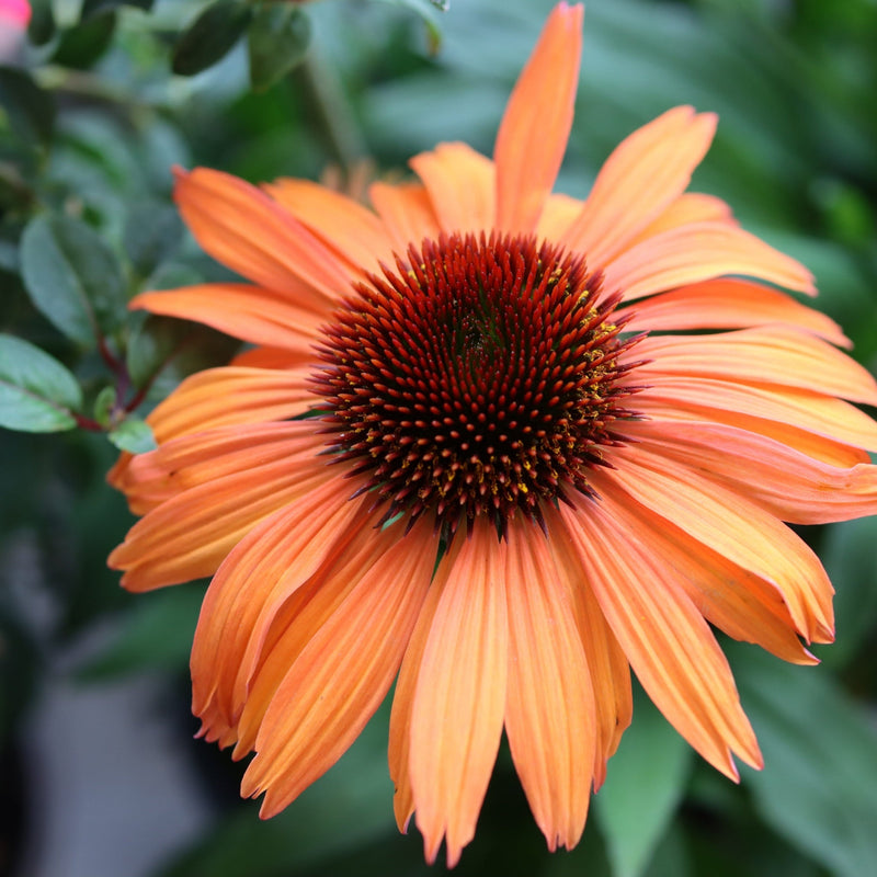 Echinacea purpurea Prairie Blaze Orange Sunset 9cm Pot -