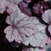 Heuchera 'Pink Panther' 2L -