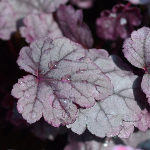 Heuchera 'Pink Panther' 2L -