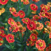 Helenium autumnale 'HayDay Red Bicolor' 9cm -