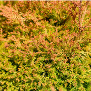 Thuja occidentalis 'Fire Chief' 9cm -