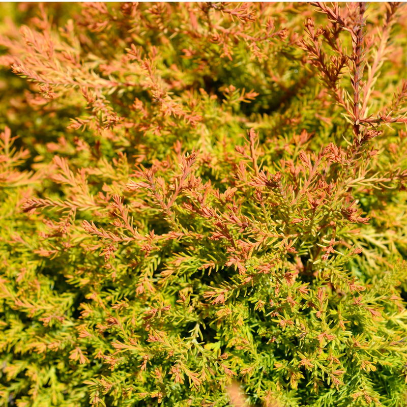 Thuja occidentalis 'Fire Chief' 9cm -