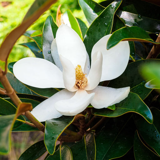 Evergreen Magnolia | Magnolia grandiflora 'Little Gem' | 50-60cm, 90-100cm -