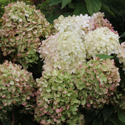 Hydrangea paniculata 'Diamantino' 10L -