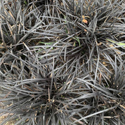 Ophiopogon planiscapus Nigrenscens 'Black Mondo Grass' 2L -