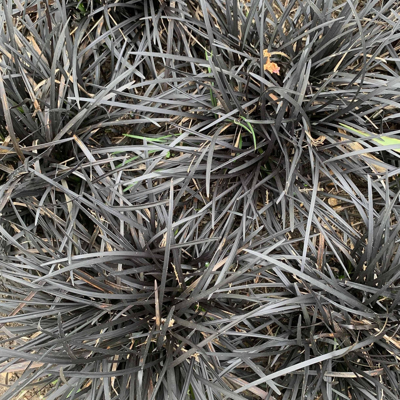 Ophiopogon planiscapus Nigrenscens 'Black Mondo Grass' 2L -