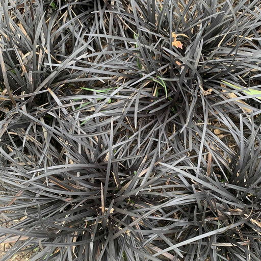 Ophiopogon planiscapus Nigrenscens 'Black Mondo Grass' 2L -