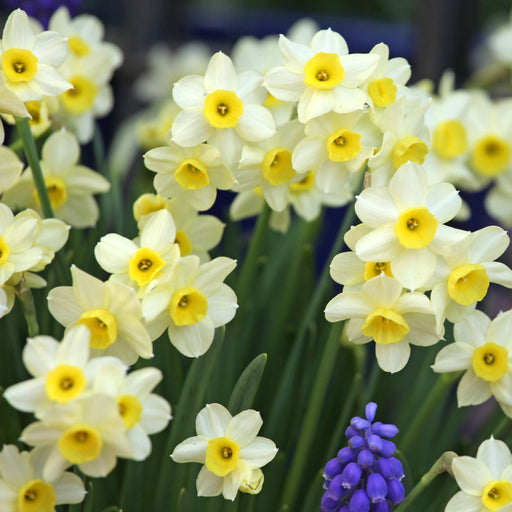 40 Dwarf Daffodil Bulbs Including Scented Daffodils -