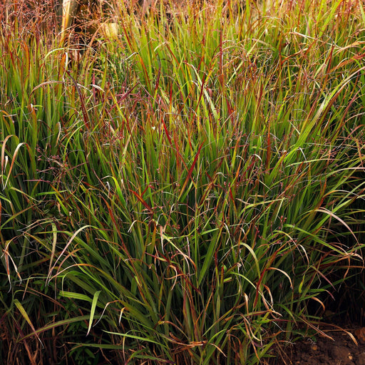 Panicum virgatum 'Shenandoah' 9cm -