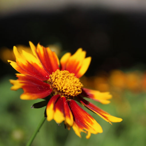 Coreopsis - Uptick Red 3L -