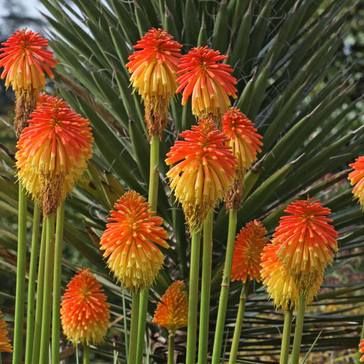 Kniphofia 'Paco Sunset' 9cm/3L -