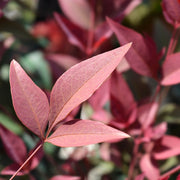 Nandina domestica 'Obsessed' 9cm / 3L -