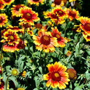 Gaillardia 'Arizona Sun' 9cm/2L -