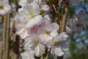 Ornamental Flowering Cherry Blossom Tree Dwarf - Prunus serrulata 'Amanogawa'' 70-80cm -