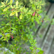 Escallonia 'Golden Carpet' 9cm - Home & Garden > Plants > Indoor & Outdoor Plants > Bushes & Shrubs > Shrubs