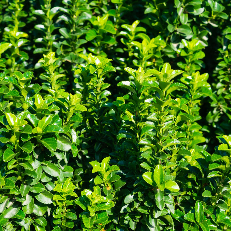 Euonymus japonicus 'Jean Hugues' 9cm - Home & Garden > Plants