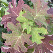 Hydrangea quercifolia 'Ruby Slippers' 3L -