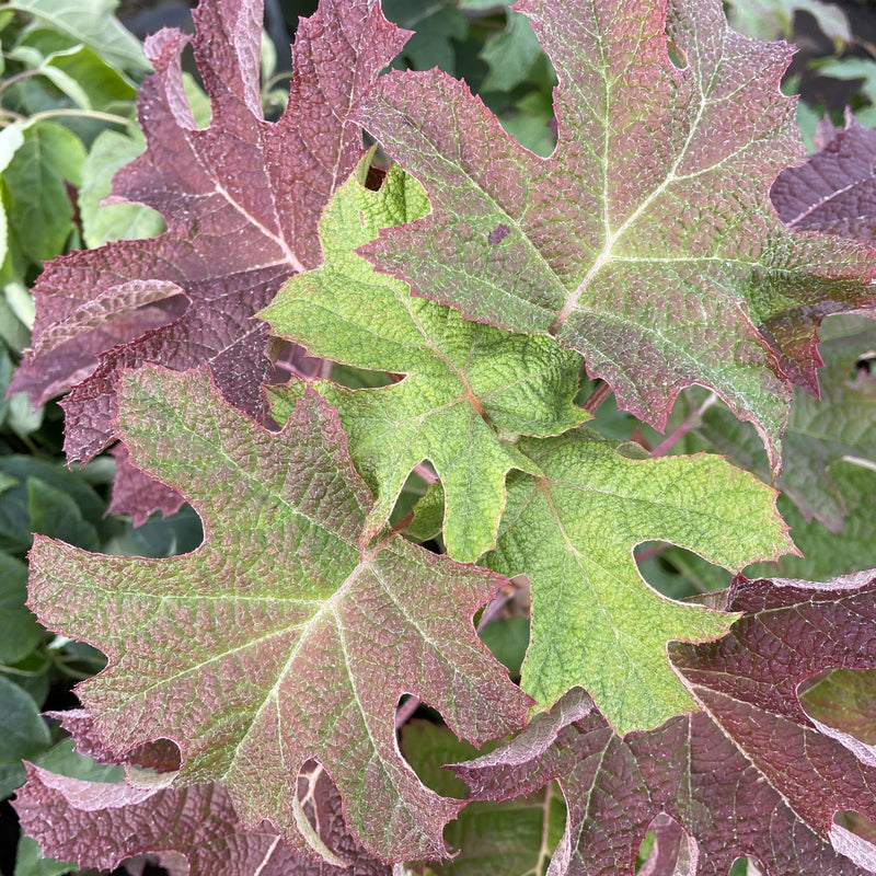 Hydrangea quercifolia 'Ruby Slippers' 3L -
