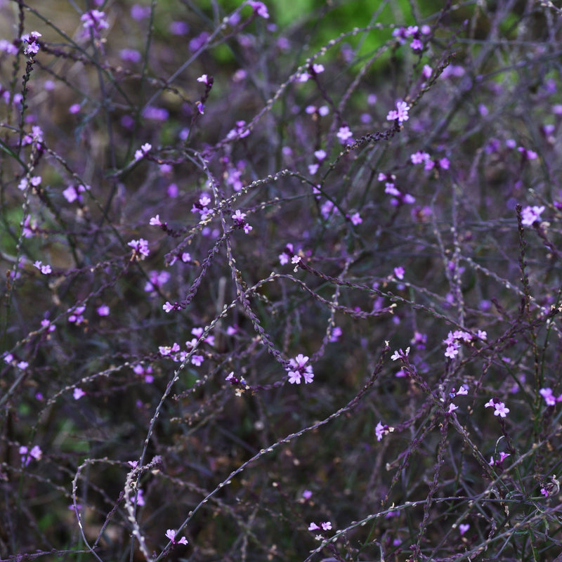 Verbena officinalis var. grandiflora 'Bampton' 9cm/2L -