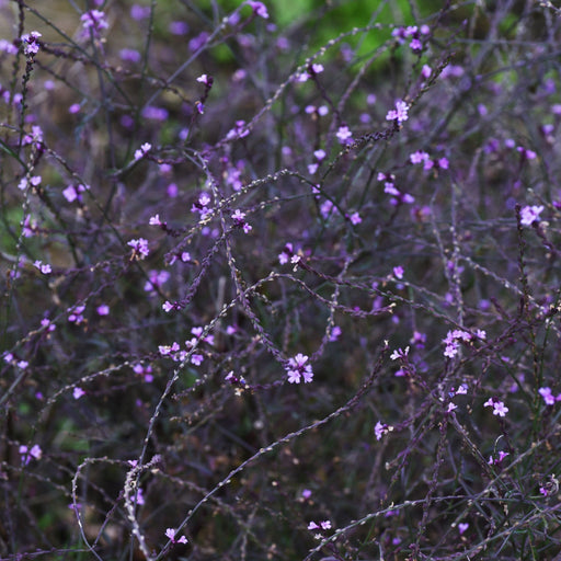 Verbena officinalis var. grandiflora 'Bampton' 9cm/2L -