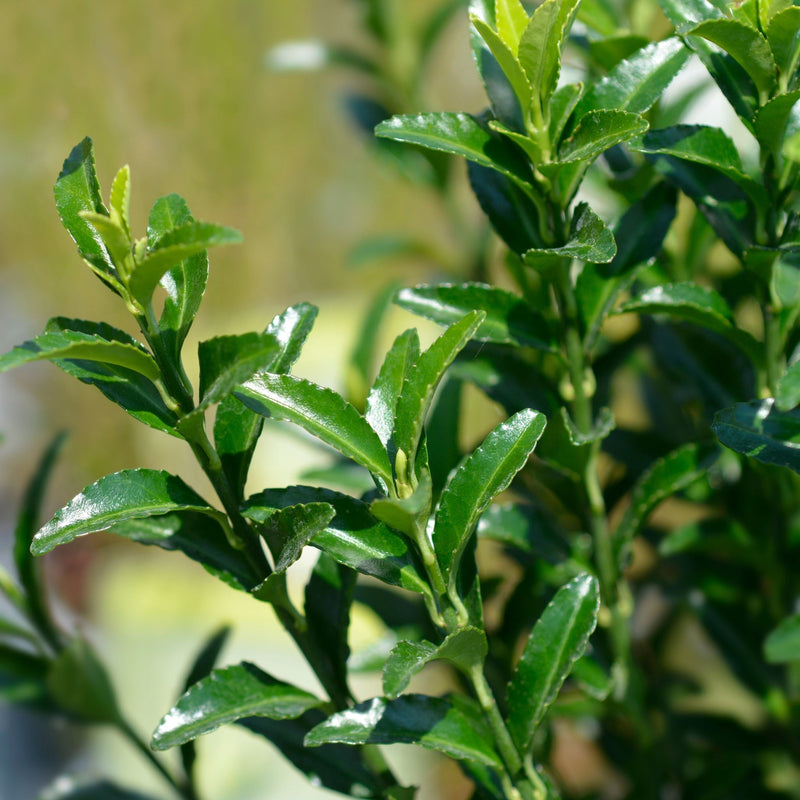 Euonymus japonicus 'Jean Hugues' 9cm - Home & Garden > Plants